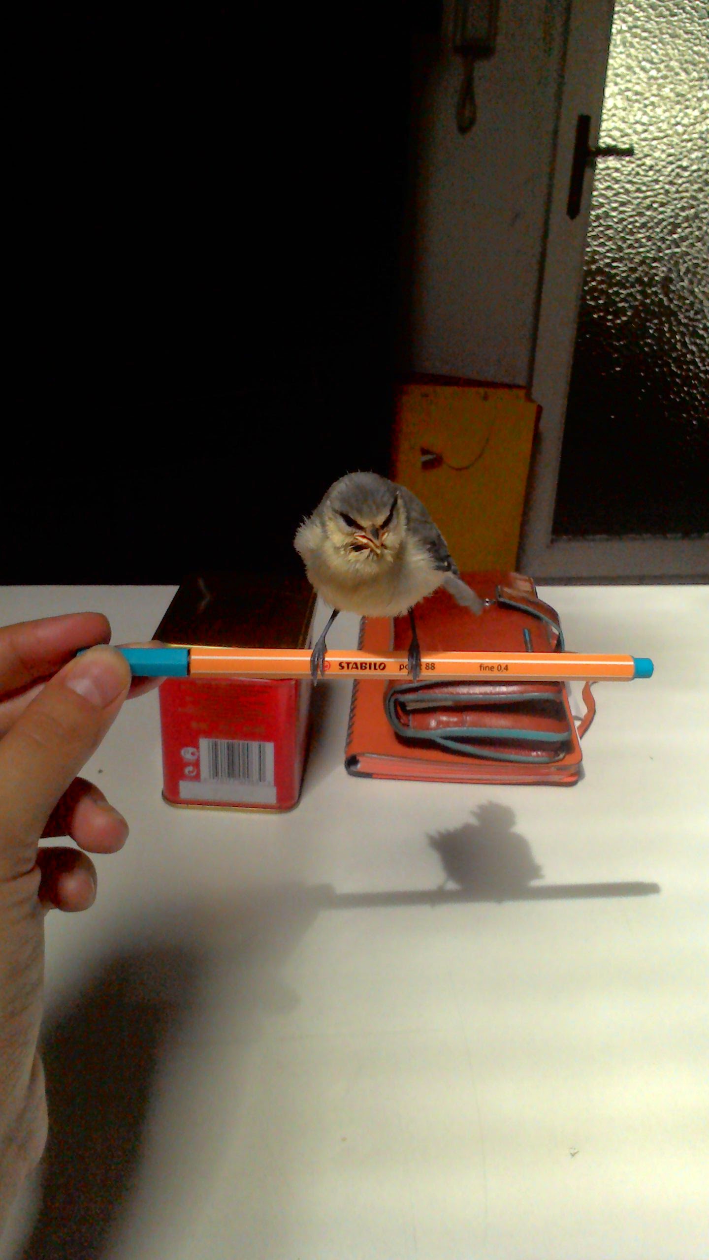 cinciarelle da liberare